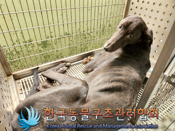 종료(자연사) 그레…