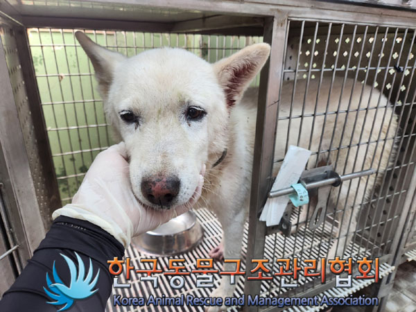 한국동물구조관리협회_441409202301583