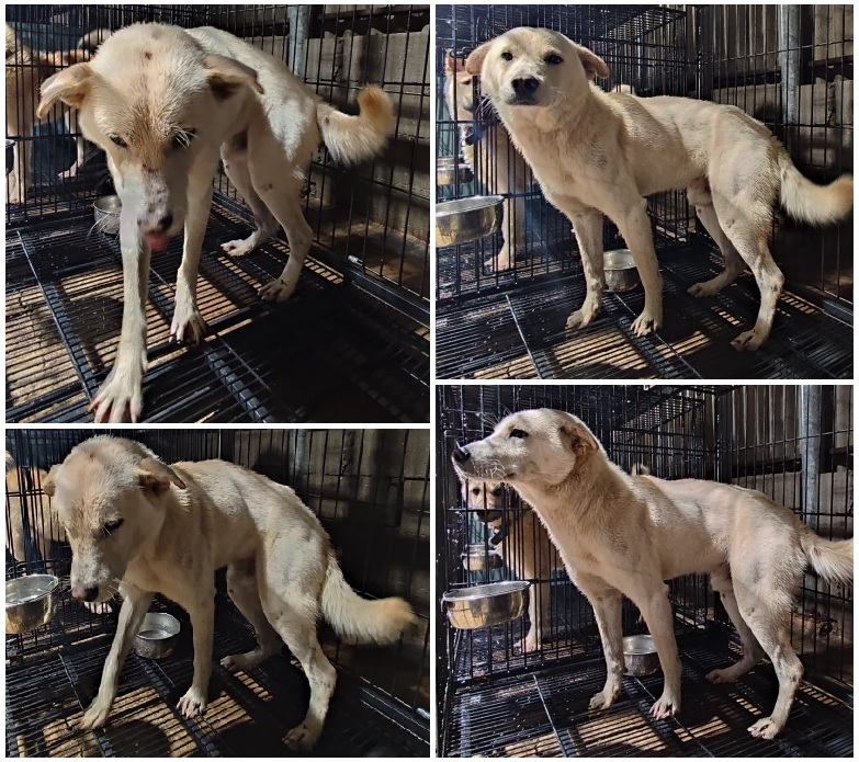 무안군유기동물보호소_446495202300305