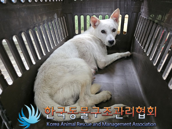 종료(안락사) 믹스…