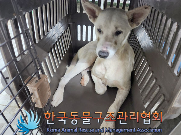 한국동물구조관리협회_441560202301281
