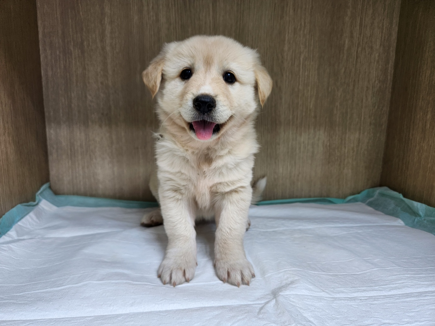 광주TNR동물병원송정_441554202301649
