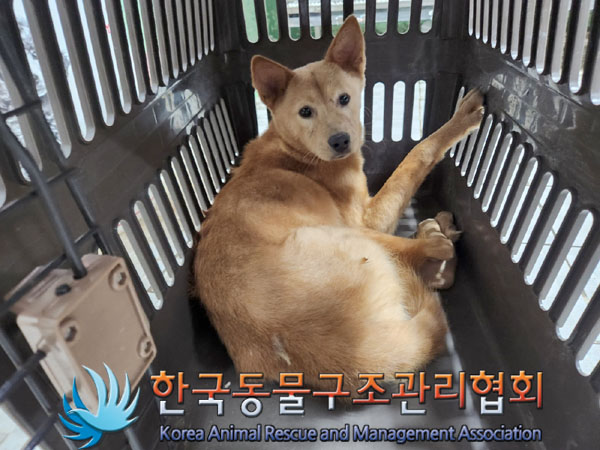 종료(안락사) 믹스…
