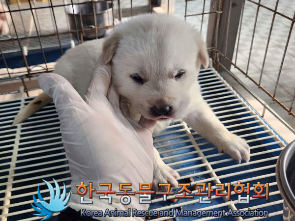 한국동물구조관리협회_441559202300978