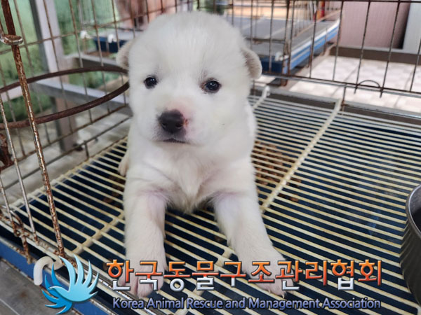 한국동물구조관리협회_441559202300977