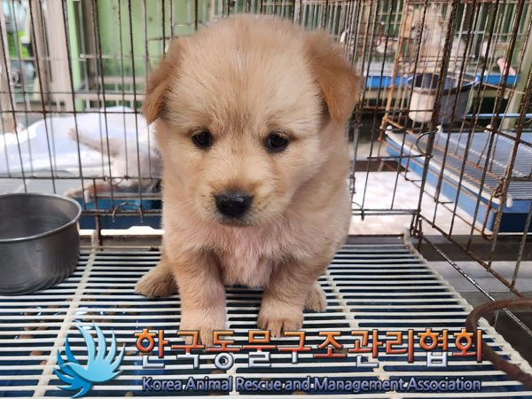 한국동물구조관리협회_441406202301484