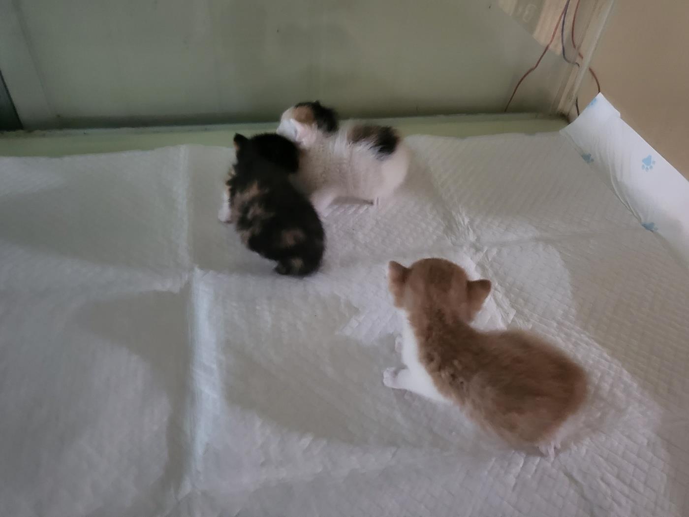 (사)하얀비둘기_426334202300774