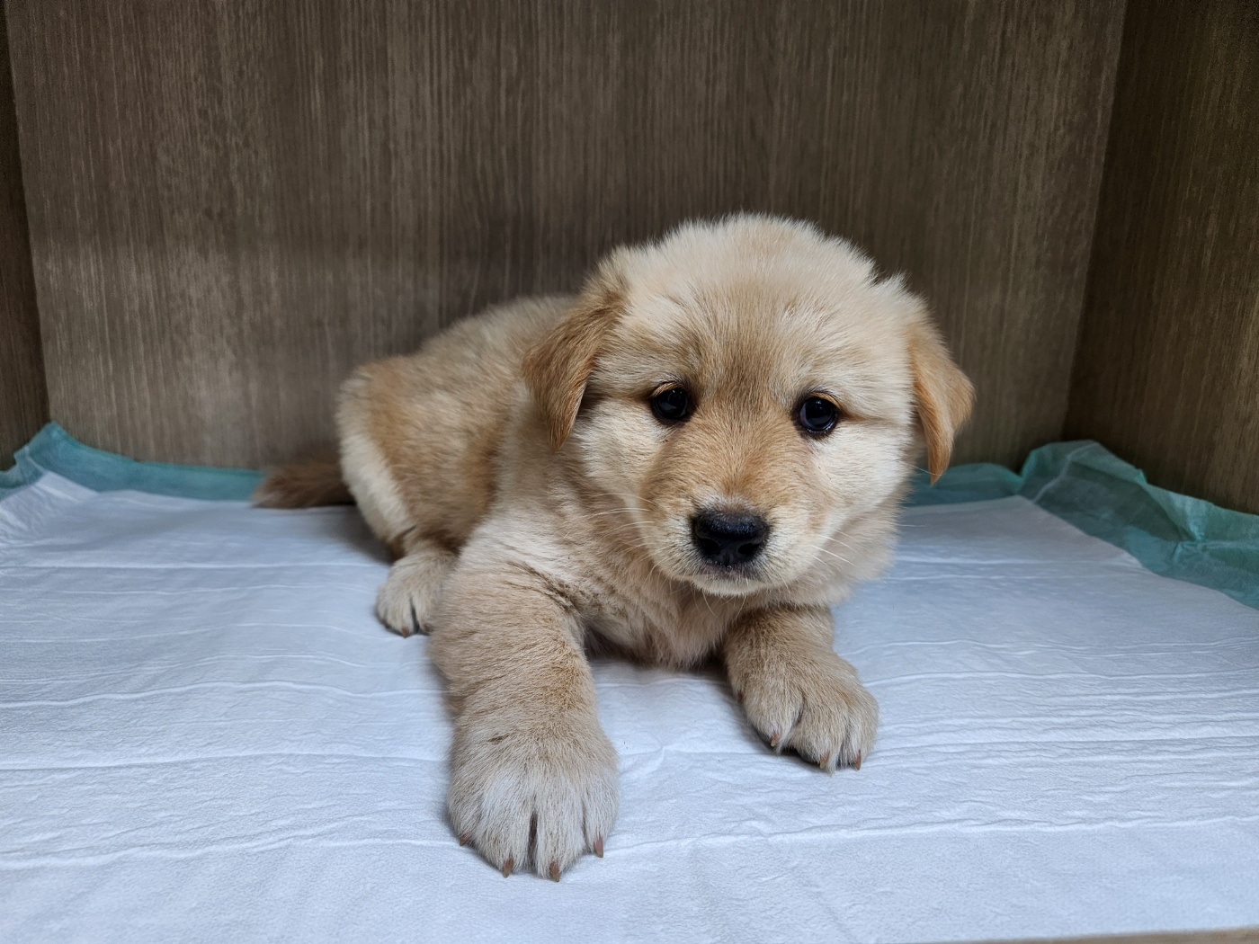 광주TNR동물병원송정_441554202301646