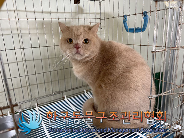 한국동물구조관리협회_441382202300706