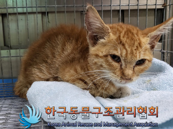한국동물구조관리협회_411301202300529