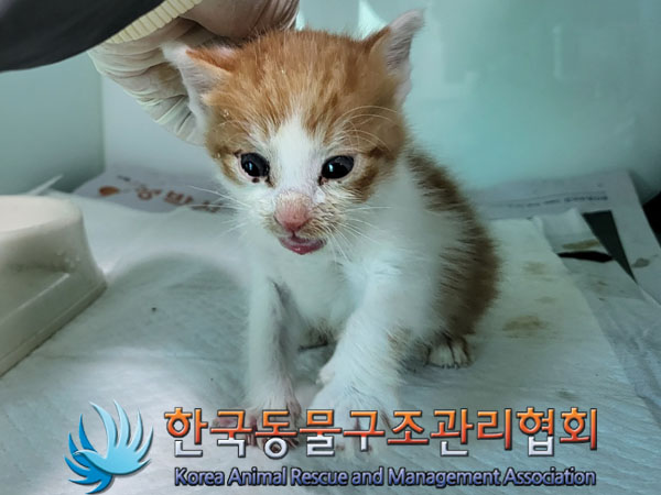 한국동물구조관리협회_441409202301584