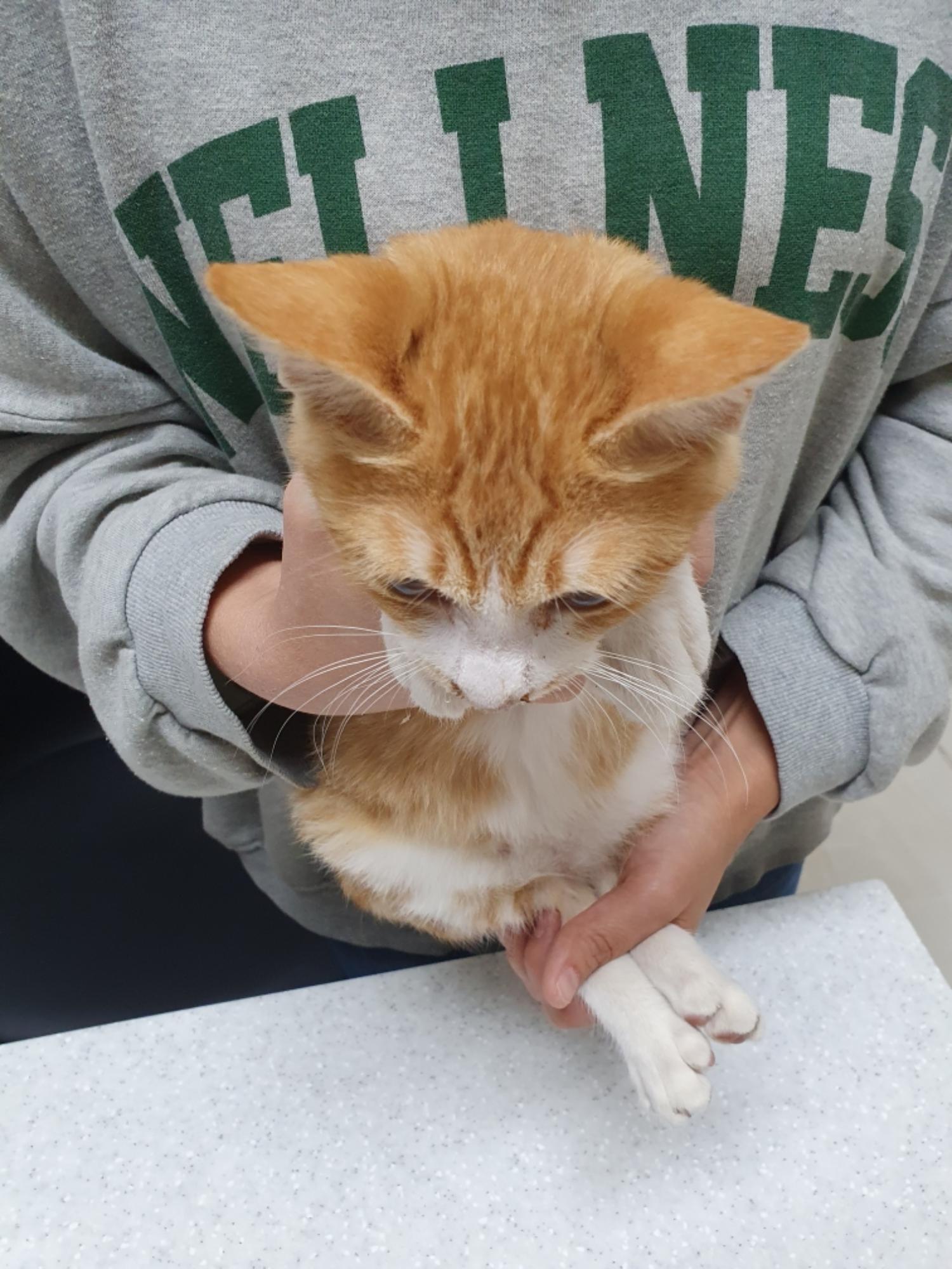 보호중 한국 고양이…
