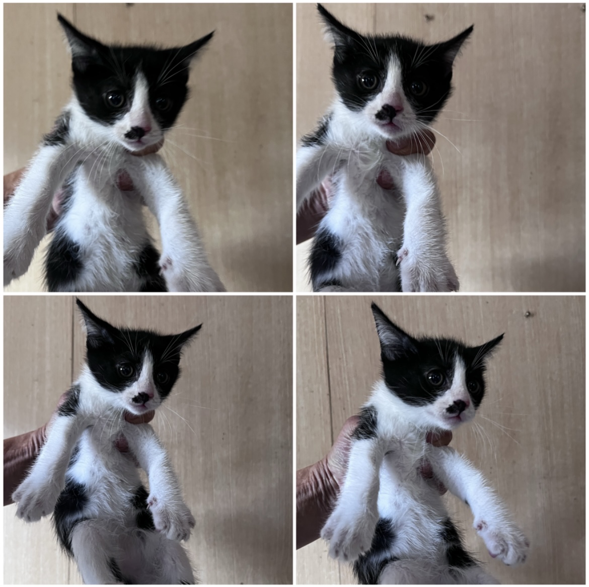 보호중 한국 고양이…
