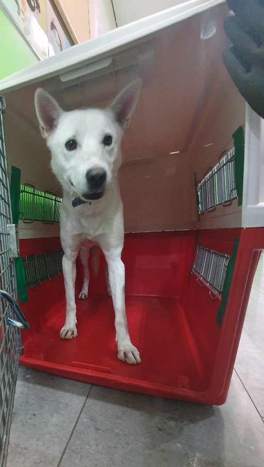펫앤쉘터동물병원_441378202301696