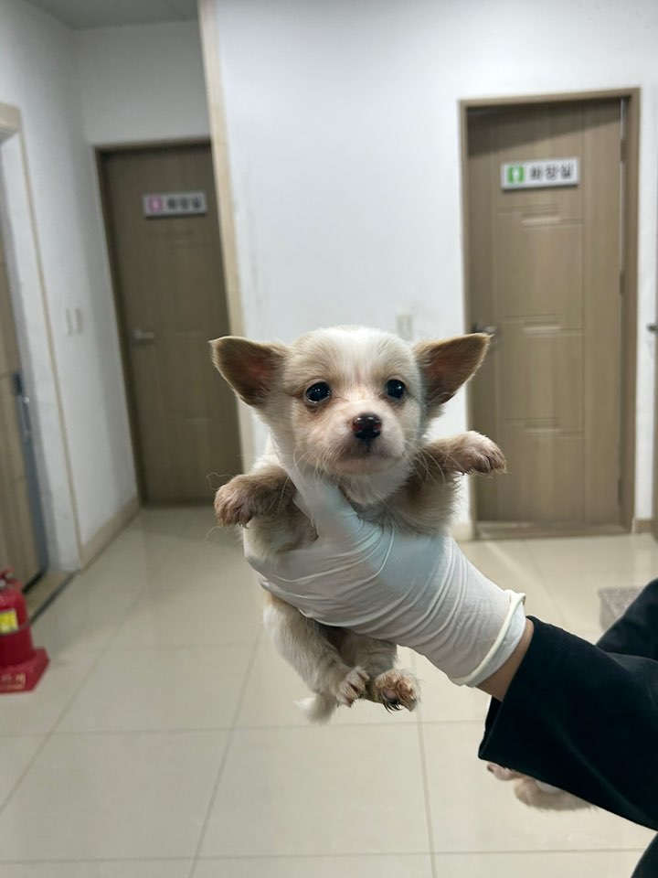 반려동물보호센터_443571202302697