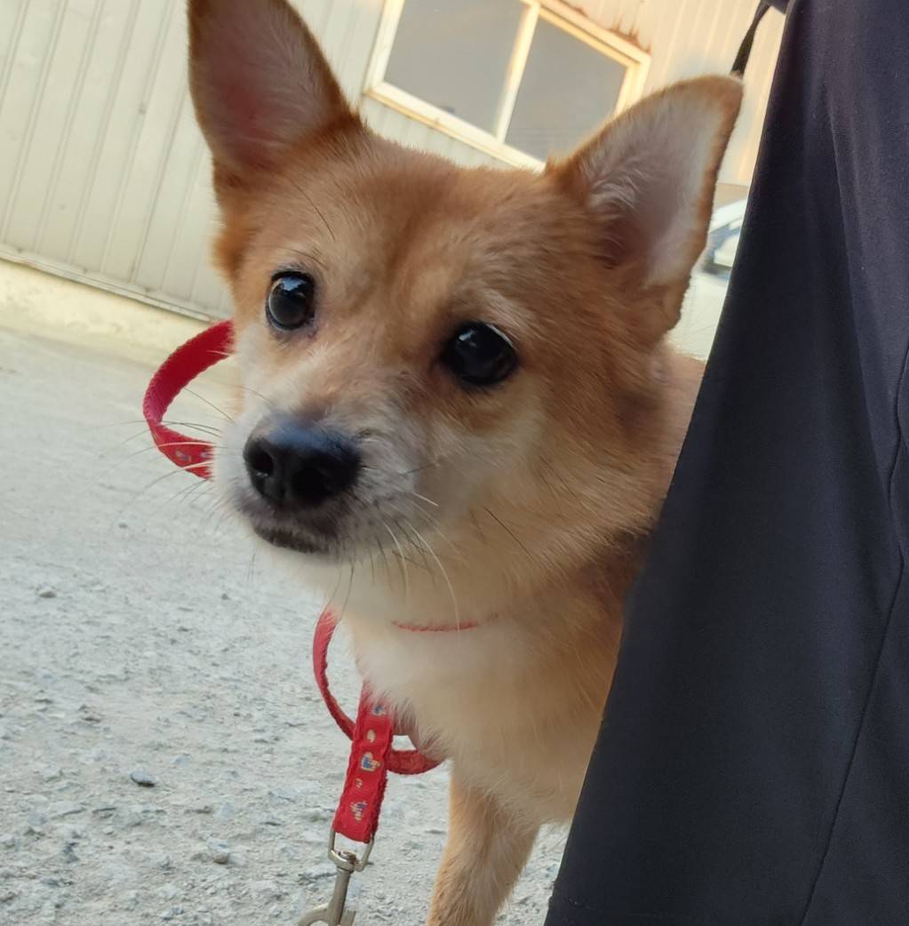 한국야생동물보호협회_441393202301977