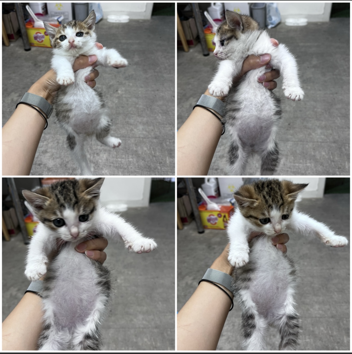 천안시유기동물보호소_444449202302173