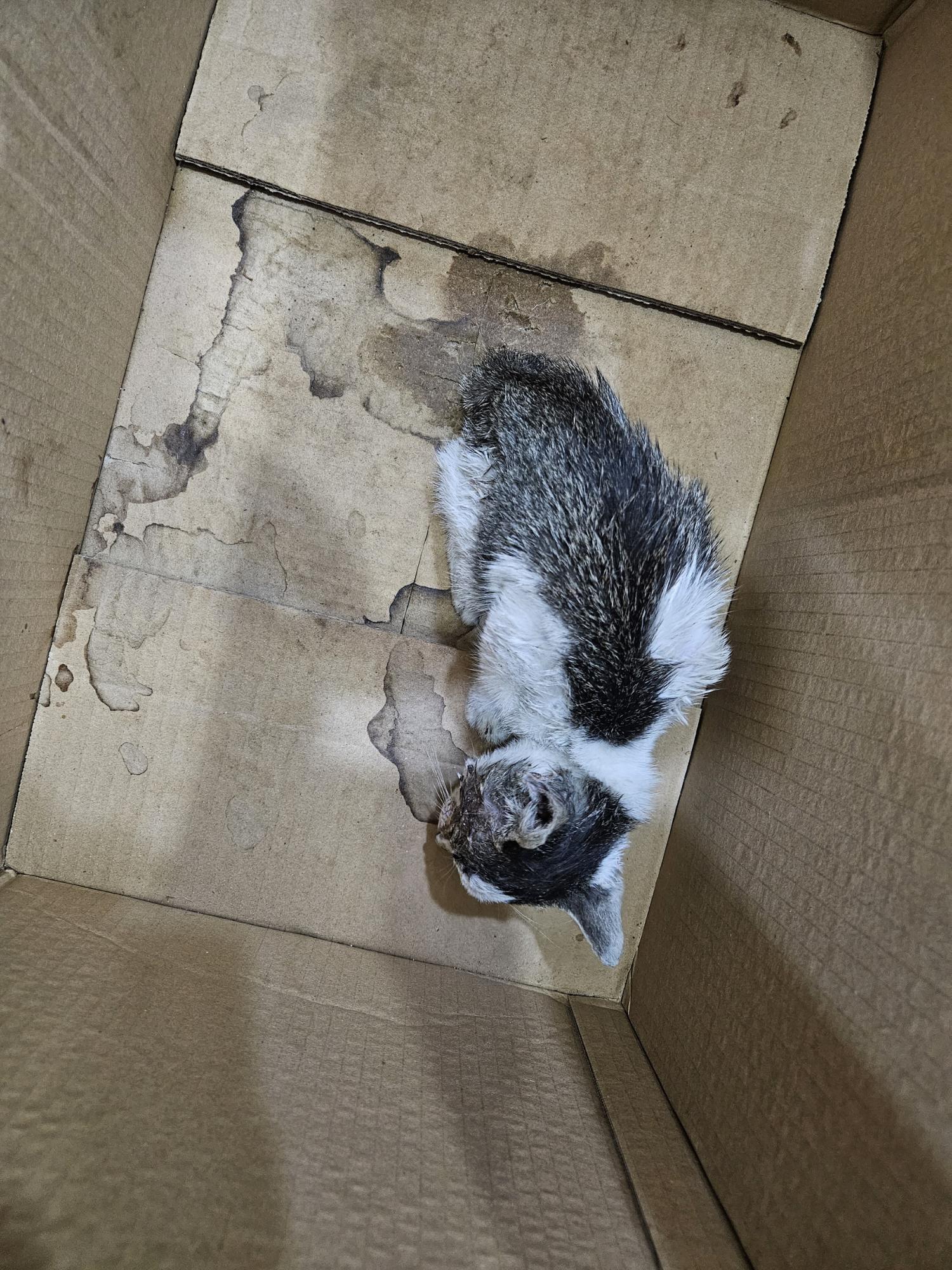 제니스동물병원_427346202301255