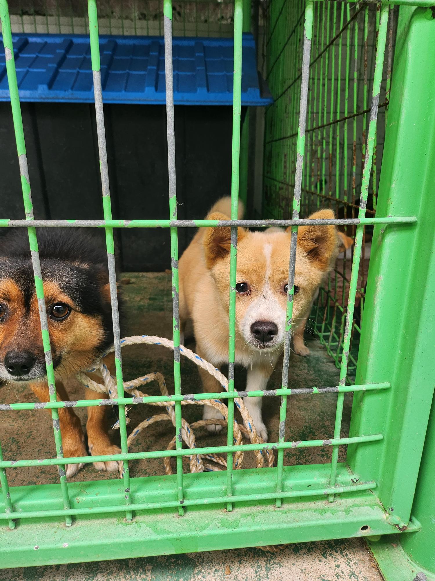봉화군유기동물보호소_447524202300053