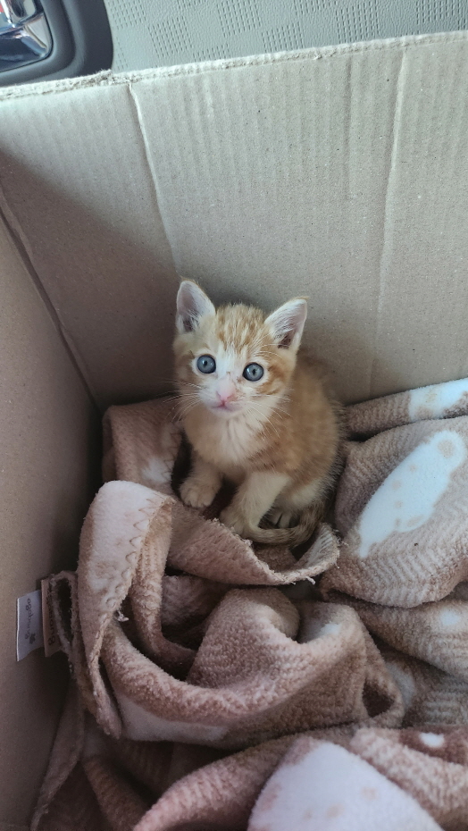 익산유기동물보호소_445468202302034