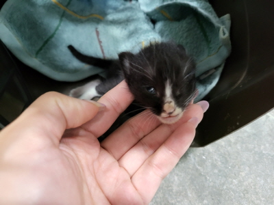 보호중 한국 고양이…