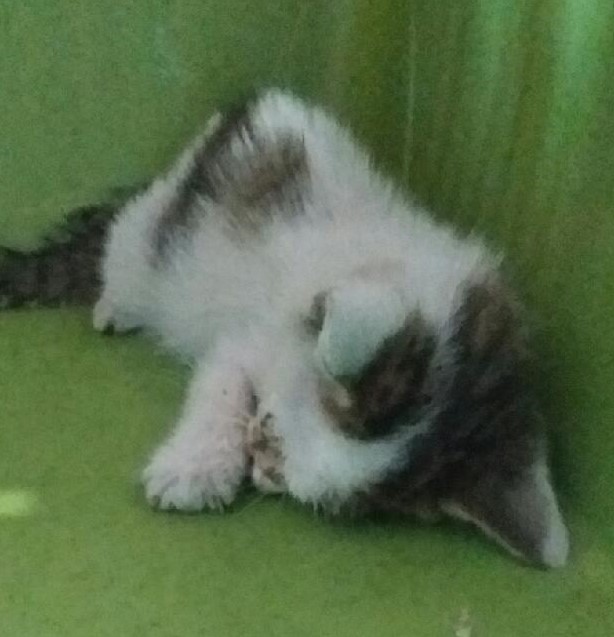 대구유기동물보호협회_427345202300746