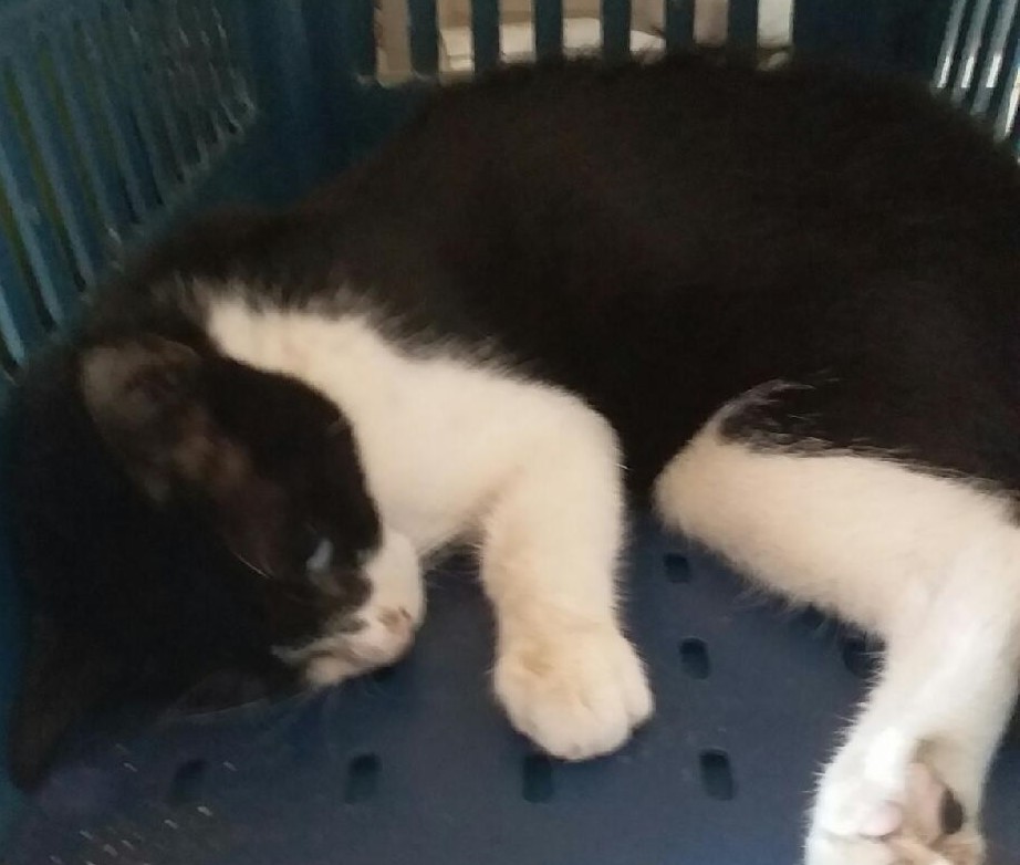 대구유기동물보호협회_427345202300745