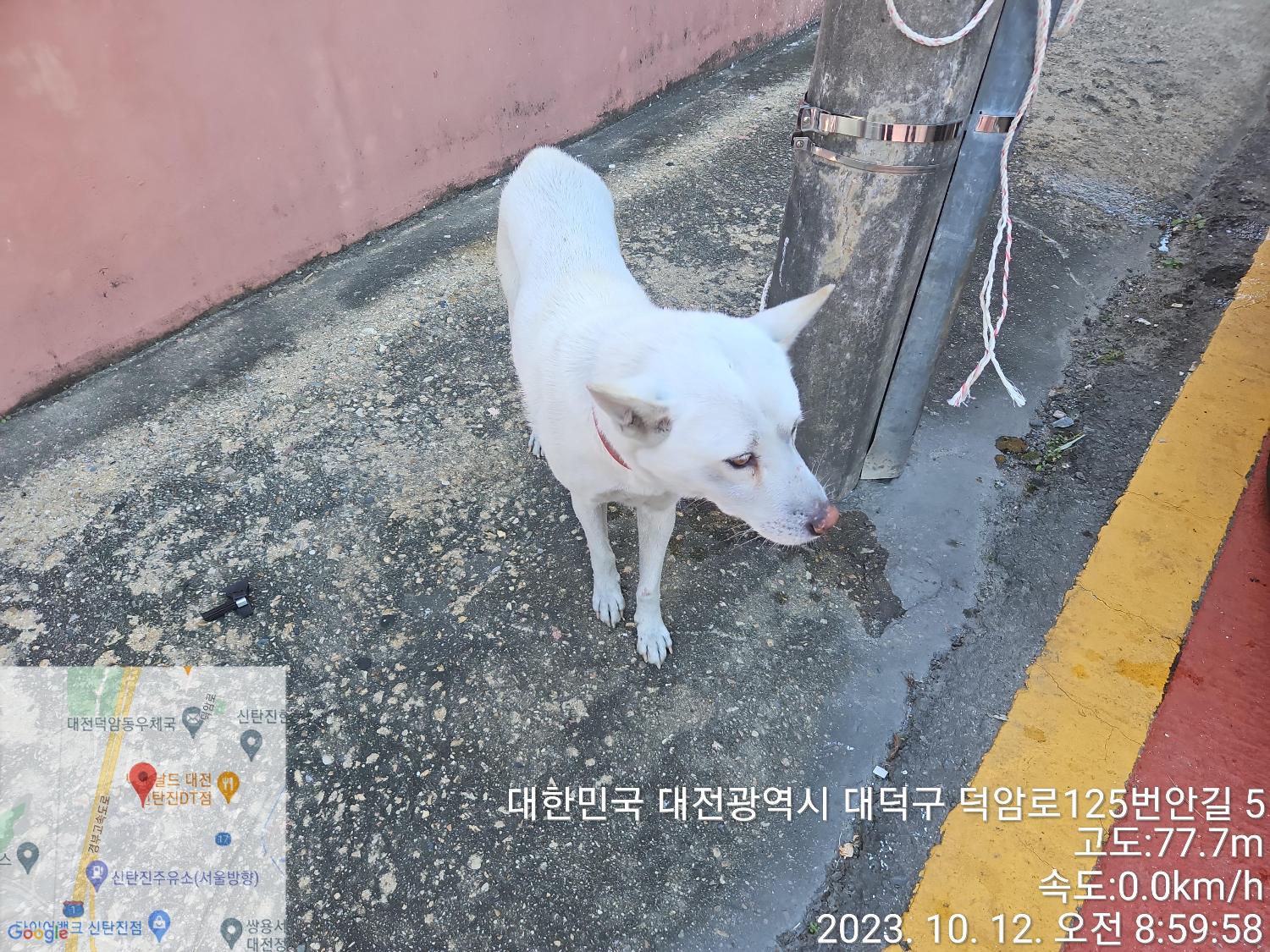 종료(반환) 진도견…