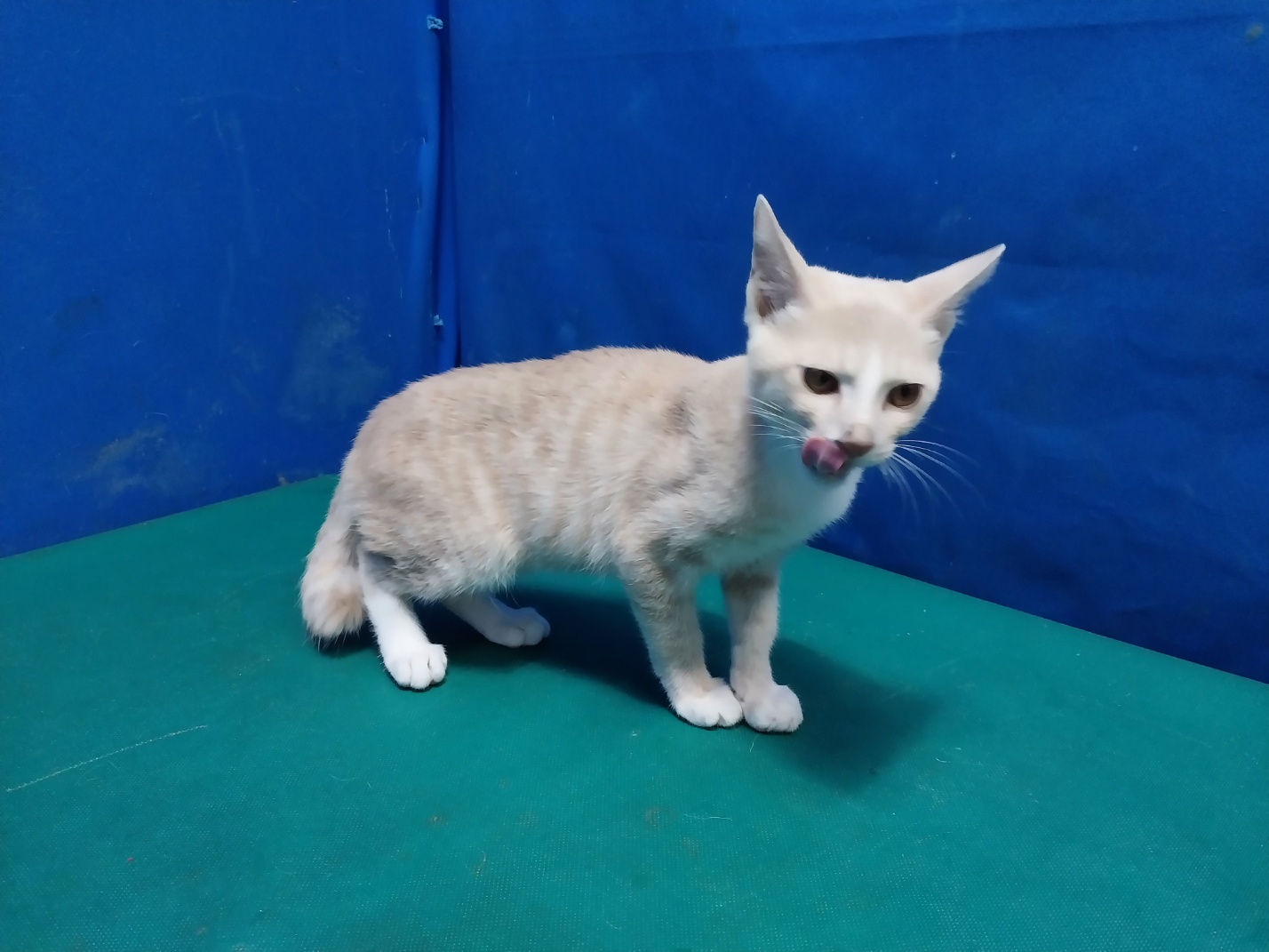 경산시유기동물보호소_447513202301182