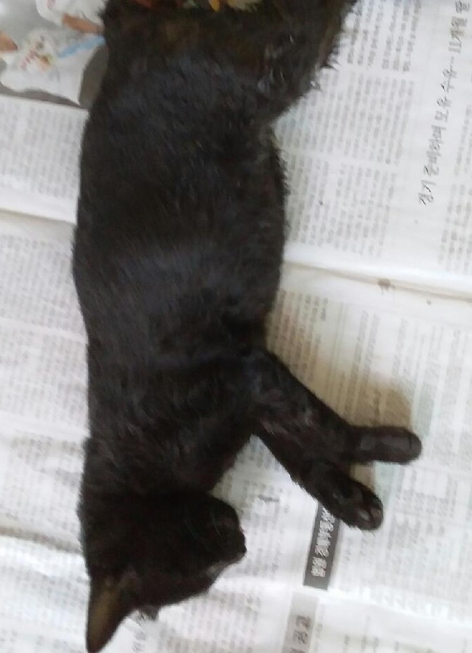 대구유기동물보호협회_427347202300915