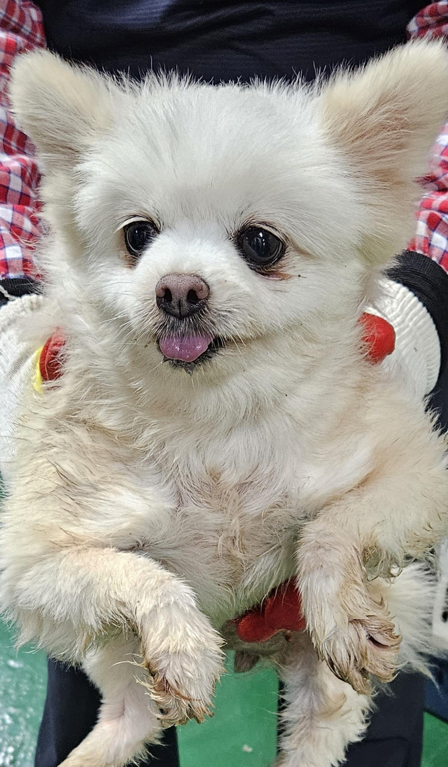 대구유기동물보호협회_427347202300916
