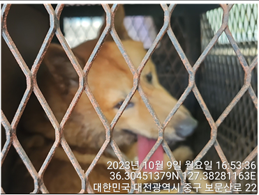 대전동물보호센터_430366202300561