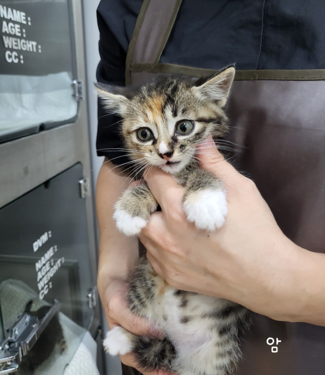 옥천동물병원_443443202300688
