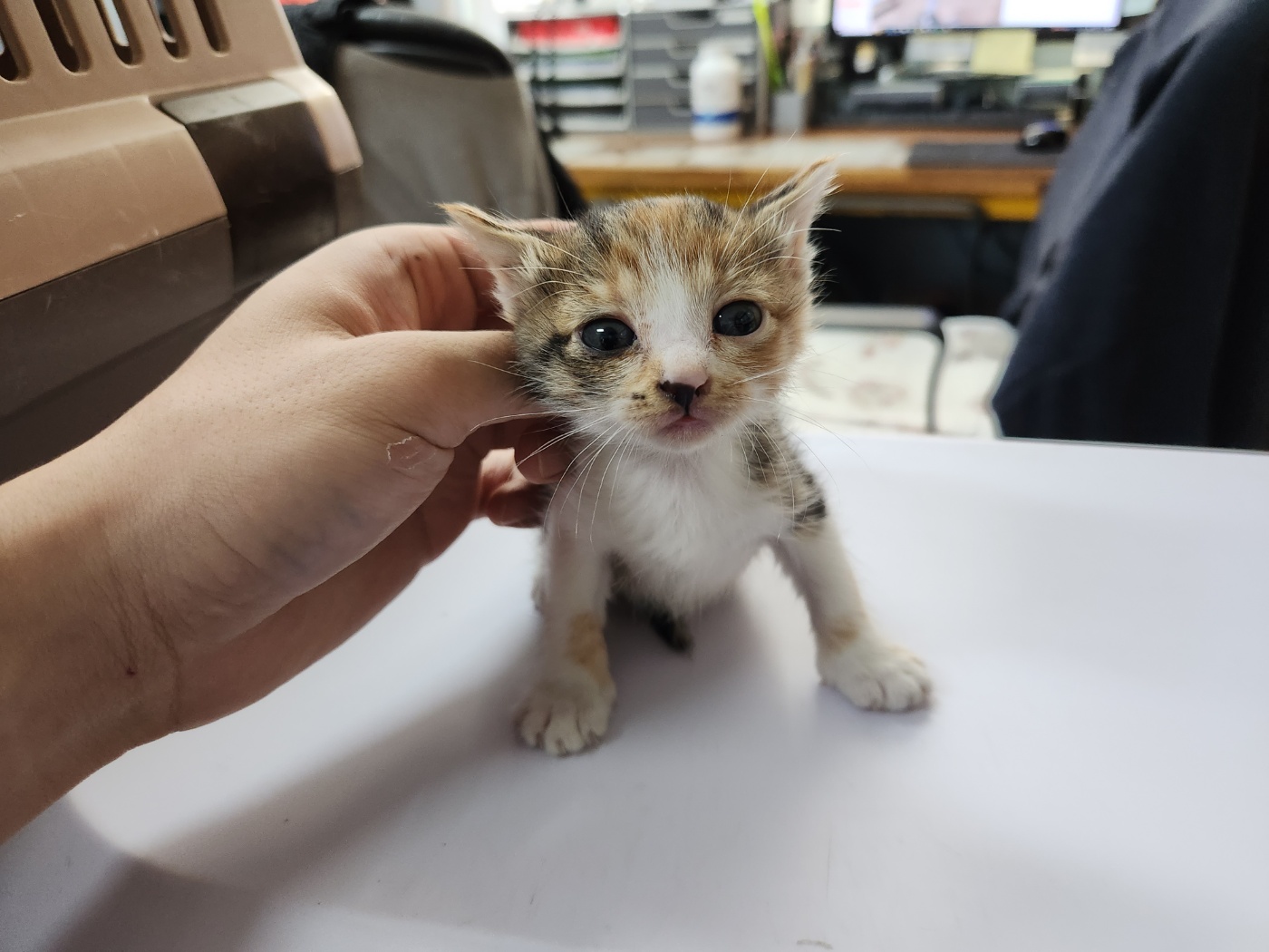 광주 동물보호소_429361202300487
