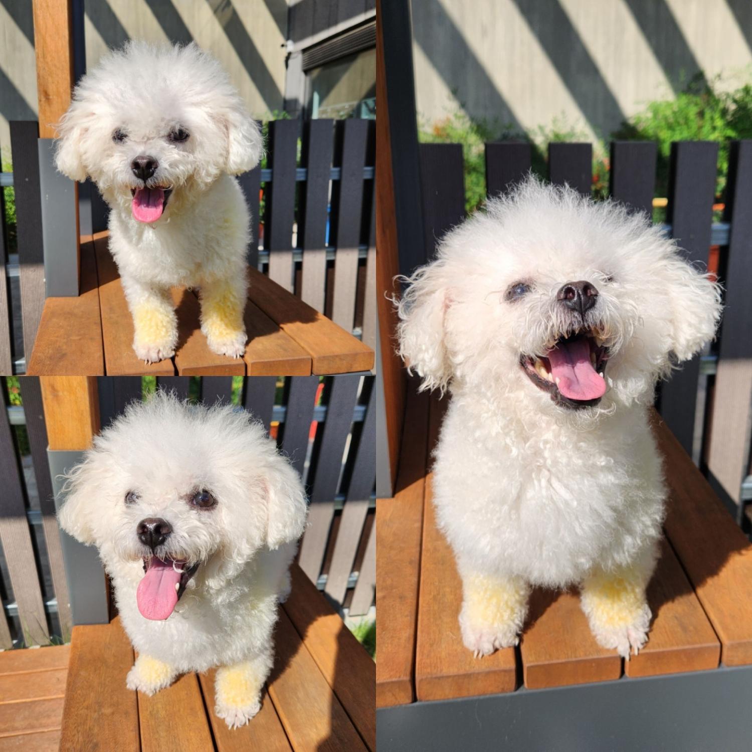 경주동물사랑보호센터_447505202301036