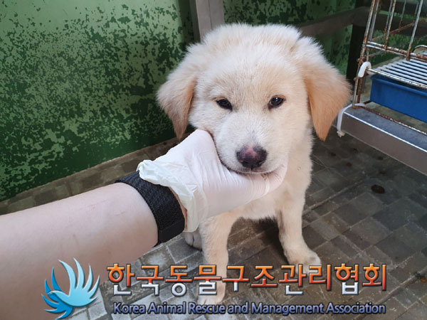 한국동물구조관리협회_441406202301498