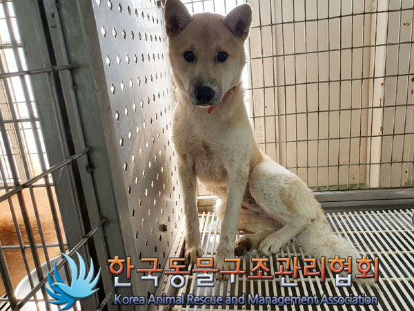 종료(안락사) 믹스…