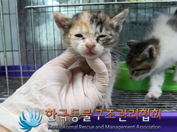 종료(자연사) 한국…