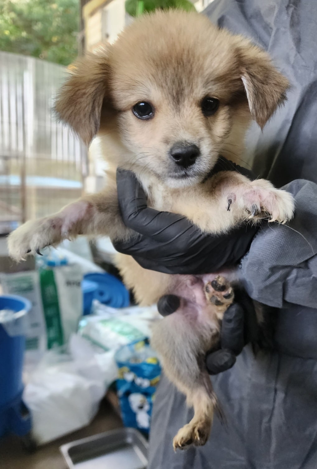 정읍시 동물보호소_445469202301132