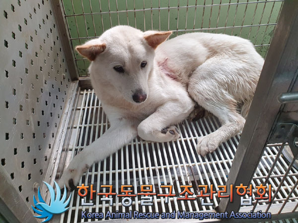 한국동물구조관리협회_411300202300404