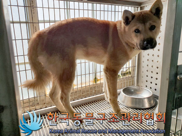 한국동물구조관리협회_441560202301349