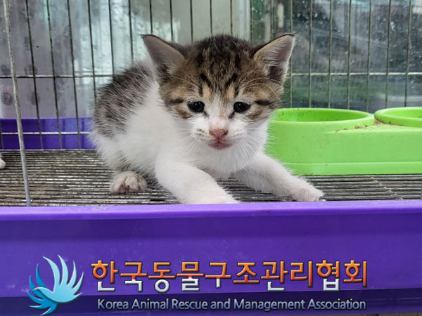 한국동물구조관리협회_411310202300452
