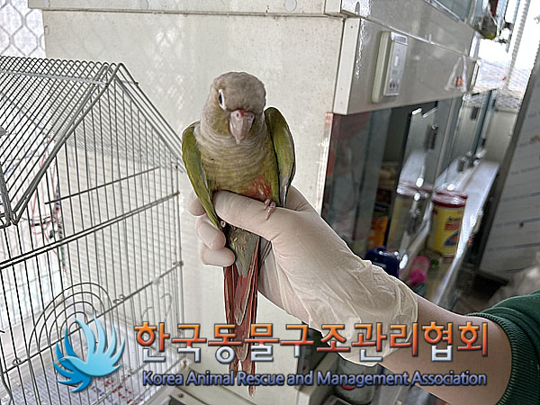 종료(자연사) 앵무…