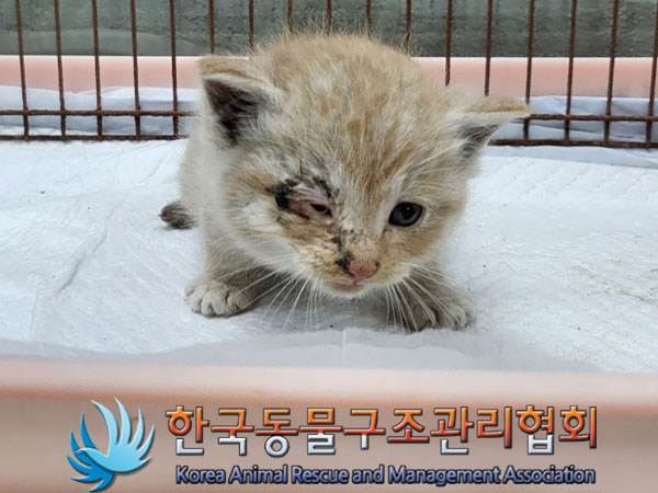 종료(자연사) 한국…