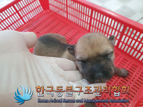 한국동물구조관리협회_441409202301596