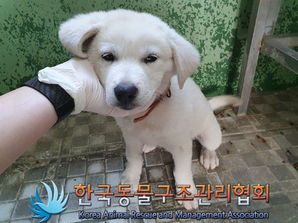 한국동물구조관리협회_441406202301497