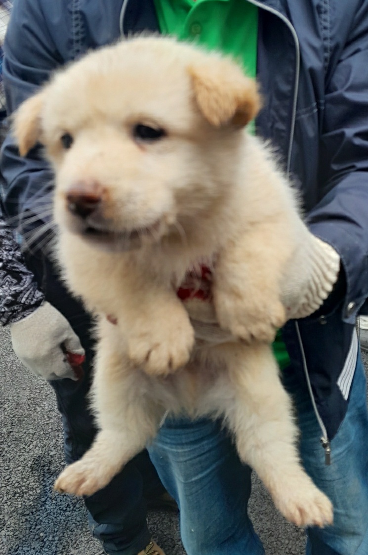 남양동물보호센터_441553202302821