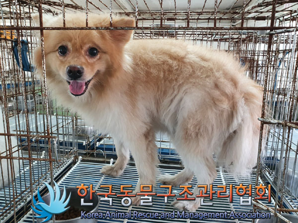 종료(입양) 믹스견…