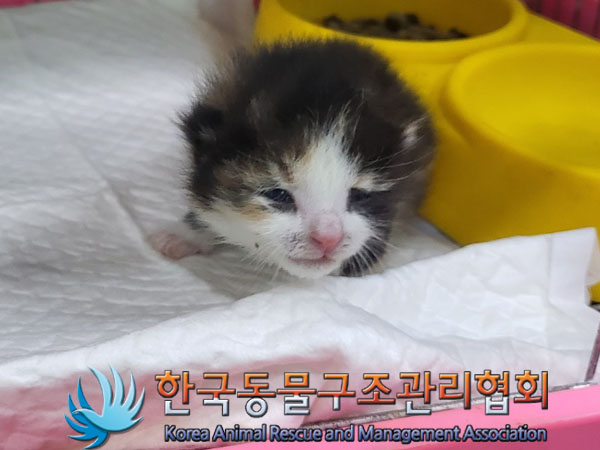 한국동물구조관리협회_441409202301592