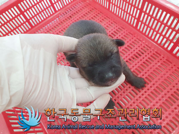 종료(자연사) 믹스…